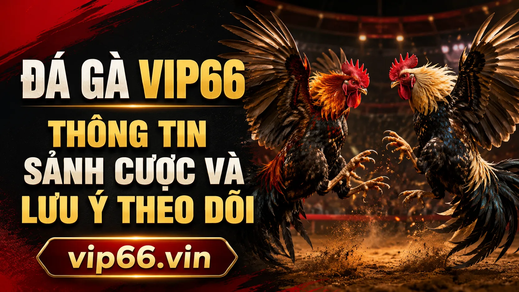 Đá Gà VIP66 – Thông Tin Sảnh Cược Và Lưu Ý Theo Dõi 1 Đá gà VIP66 là gì
